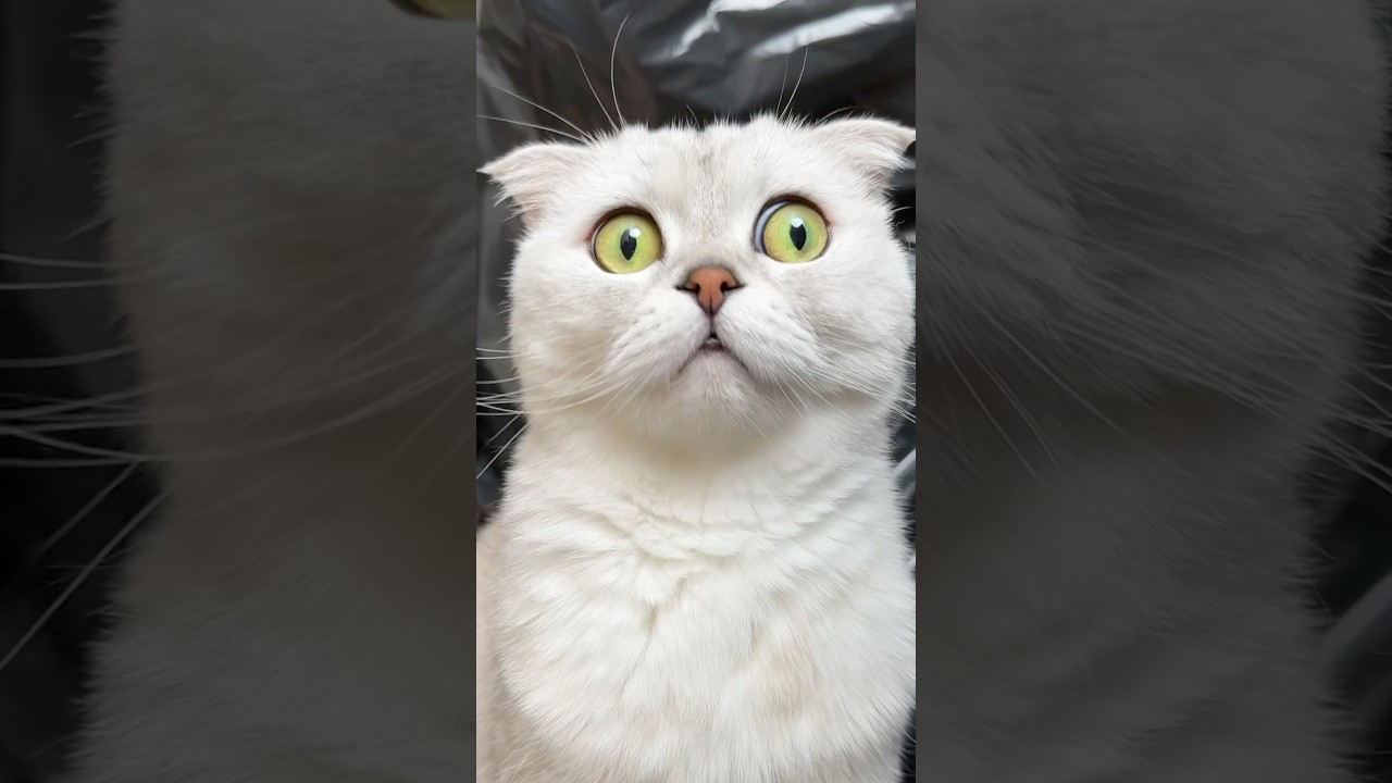 nigelrsb avatar